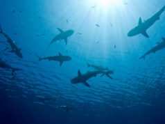 Sekrety podwodnego królestwa rekinów Świat rekinów