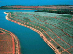 Kawowy aromat z czterech stron świata plantacja kawy