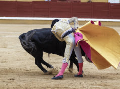 Korridy na Balearach bez przelewu krwi Korrida