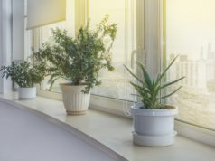 Piękna oprawa okienna Rolety