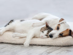 Bezpieczeństwo Twojego pupila – jak o nie zadbać w różnych sytuacjach? Pies z kotem