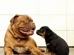 Żywienie psów – różnice w diecie małych i dużych ras Dwa psy