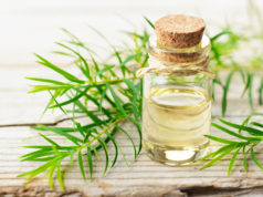 Olejek z drzewa herbacianego – dobroć z natury olek z drzewa herbacianego