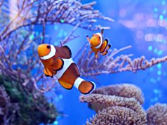 Pierwsze akwarium – co warto wiedzieć