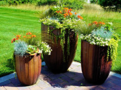 Wybieramy doniczki dla naszych kwiatów rośliny doniczkowe