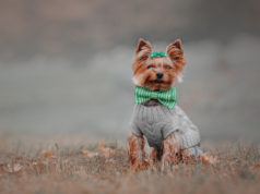 Akcesoria i ubranka dla zwierząt: przydatne rozwiązanie czy modny gadżet? ubranie dla psa