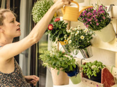 Jak pielęgnować kwiaty latem? pielęgnacja kwiatów latem