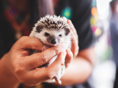 Chcesz mieć słodkiego jeża pigmejskiego? Dowiedz się, jak odpowiednio o niego zadbać! Jeż pigmejski