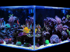 Akwarium – jak o nie zadbać? akwarium w domu