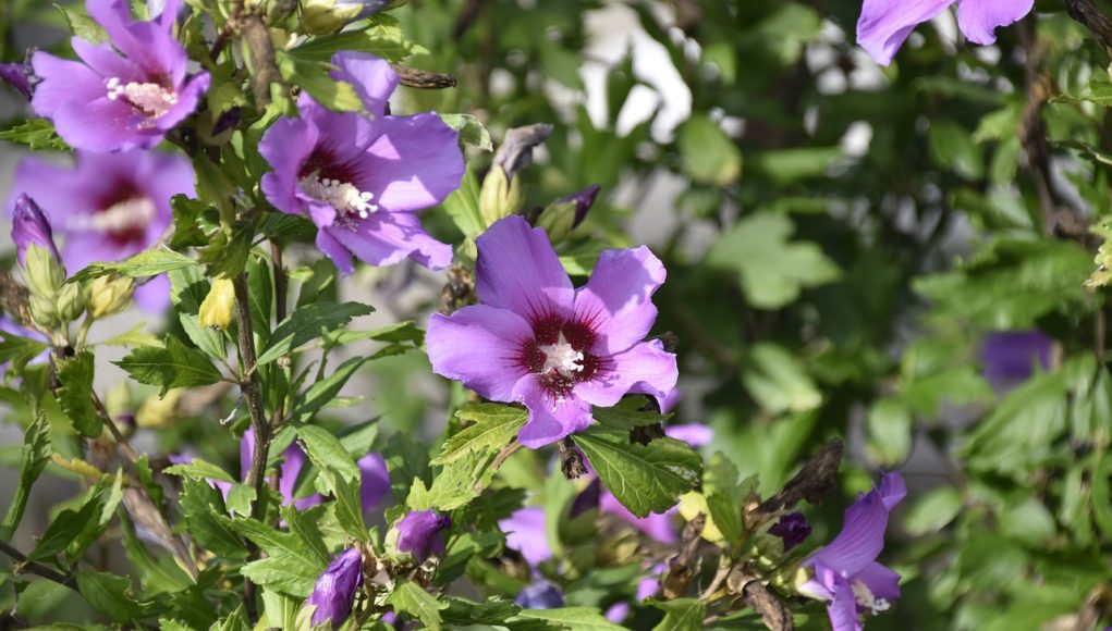 Kwitnący żywopłot z hibiskusa