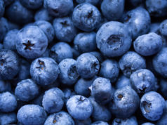 Czym się różni jagoda od borówki amerykańskiej? Borówka amerykańska