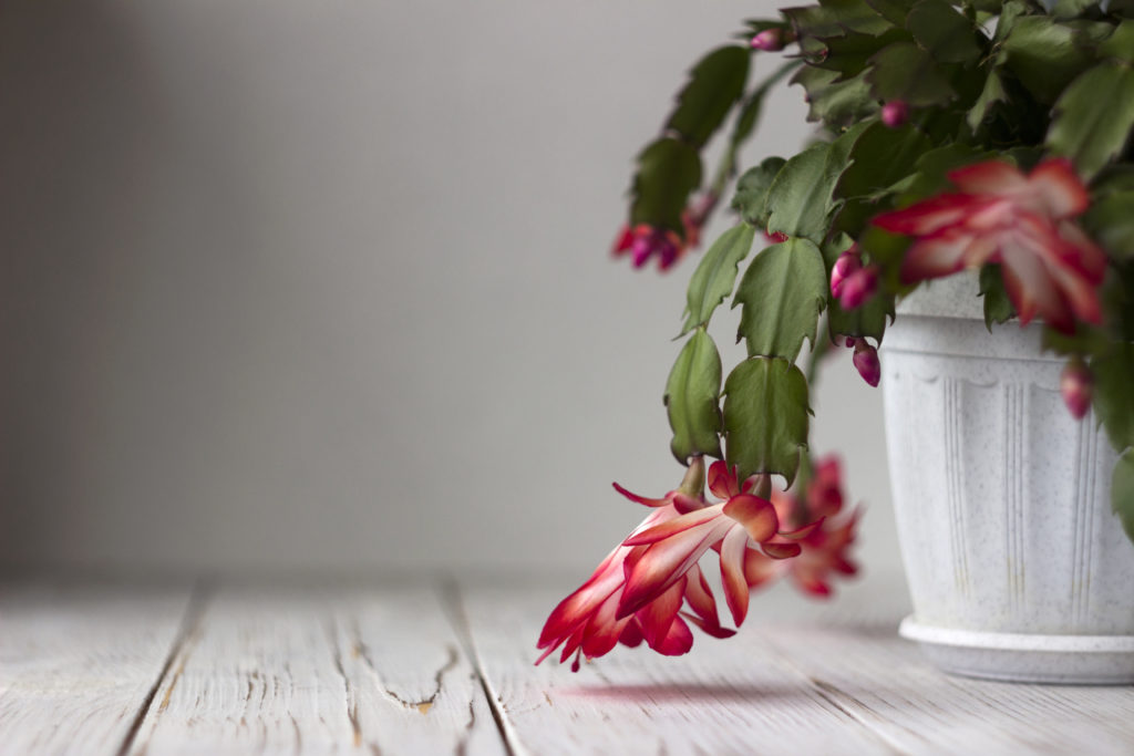zigocactus kaktus bożonarodzeniowy z czerwono białymi kwiatami na szarym tle