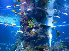 Jak prawidłowo dbać o akwarium – specjalistyczne filtry do akwariów rybki akwariowe