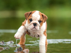 Najpopularniejsze rasy psów odpowiednie dla małych powierzchni buldog angielski