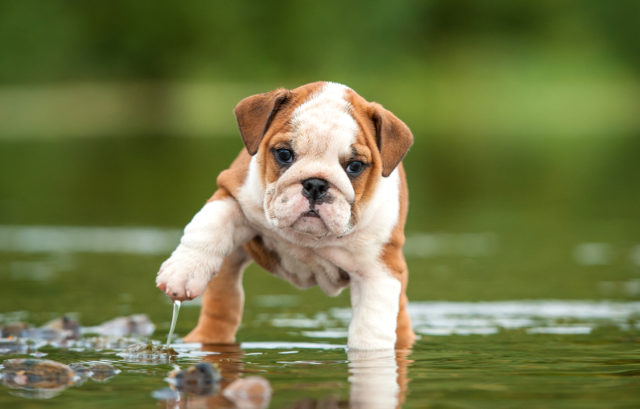buldog angielski buldog angielski