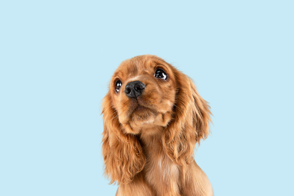 Cocker spaniel angielski