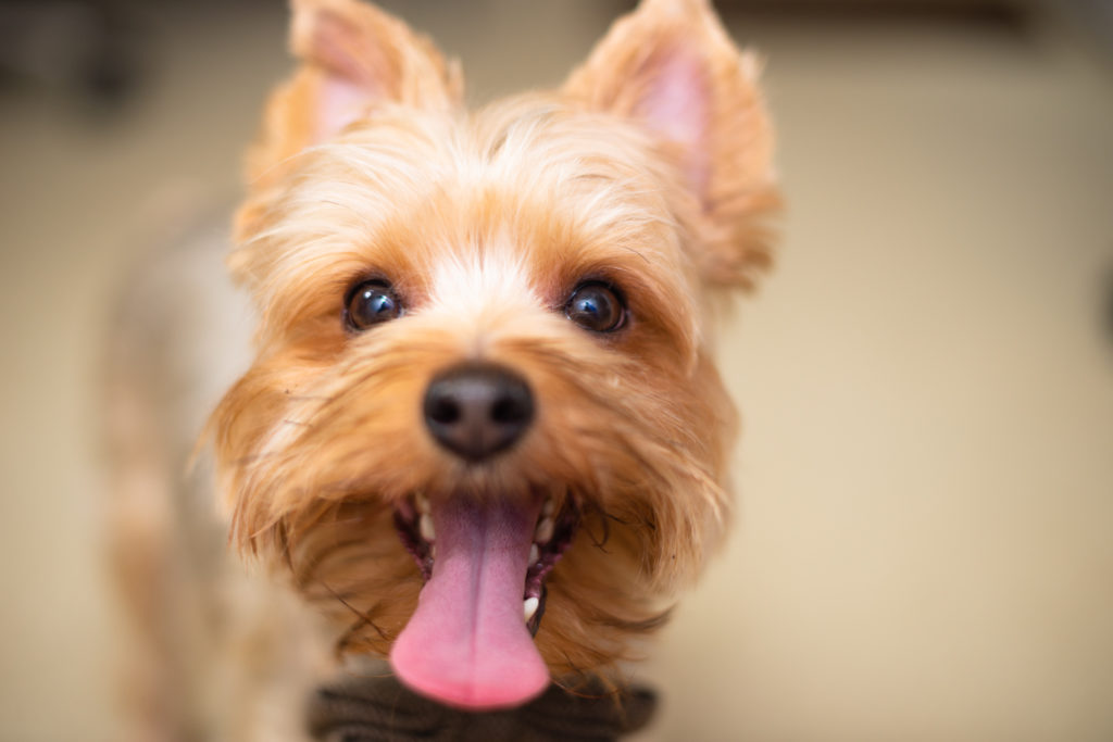 Yorkshire Terrier