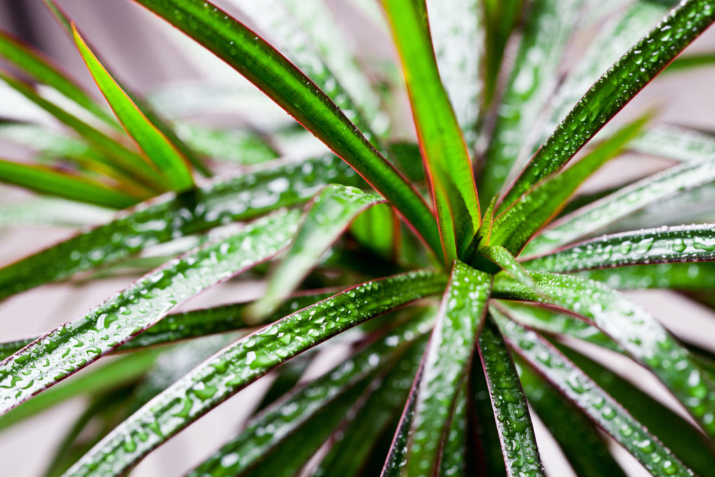 dracena marginata 