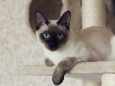 Które rasy kotów są najtrudniejsze w utrzymaniu i wychowaniu? Kot syjamski