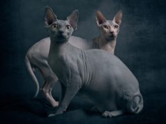 Jakie zwierzęta okażą się idealne dla osób uczulonych na psią i kocią sierść? koty rasy sfinks