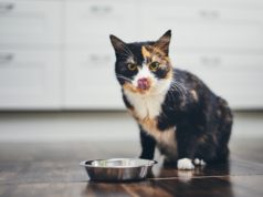 Dlaczego kocia karma musi bazować na mięsie? szylkretowy kot nad miską