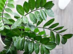 Kwiaty i rośliny doniczkowe, które nie tylko ładnie wyglądają, ale też nie wymagają dużej opieki zamiokulkas widok z góry