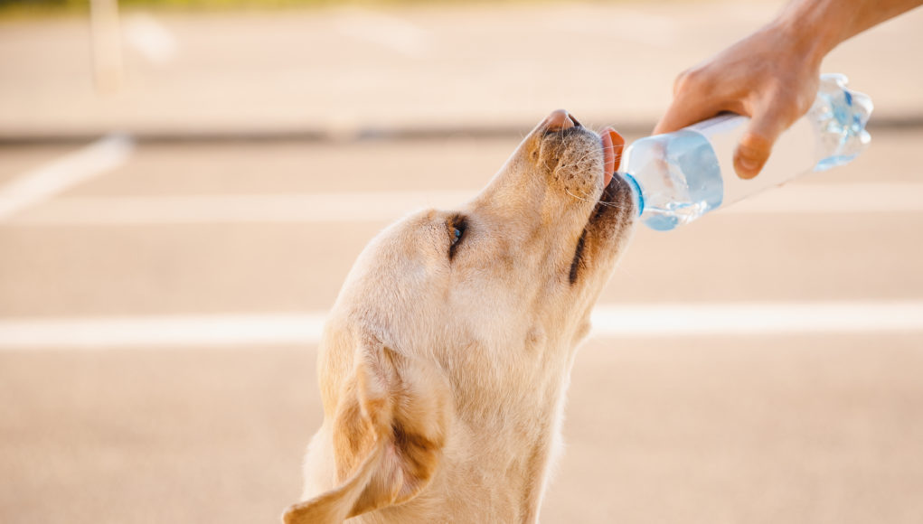 Golden retriever labrador pijący wodę z butelki