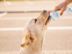 Co zrobić, gdy Twój czworonożny pupil źle znosi upały? Golden retriever labrador pijący wodę z butelki
