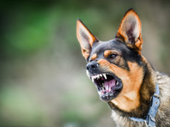 Światowy Dzień Wścieklizny – chroniąc nasze zwierzęta, chronimy siebie agresywny pies