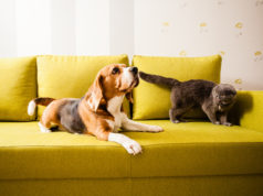 Adopcja psów i kotów – co należy o niej wiedzieć, gdy zdecydujemy się na własnego pupila? pies kot ze schroniska