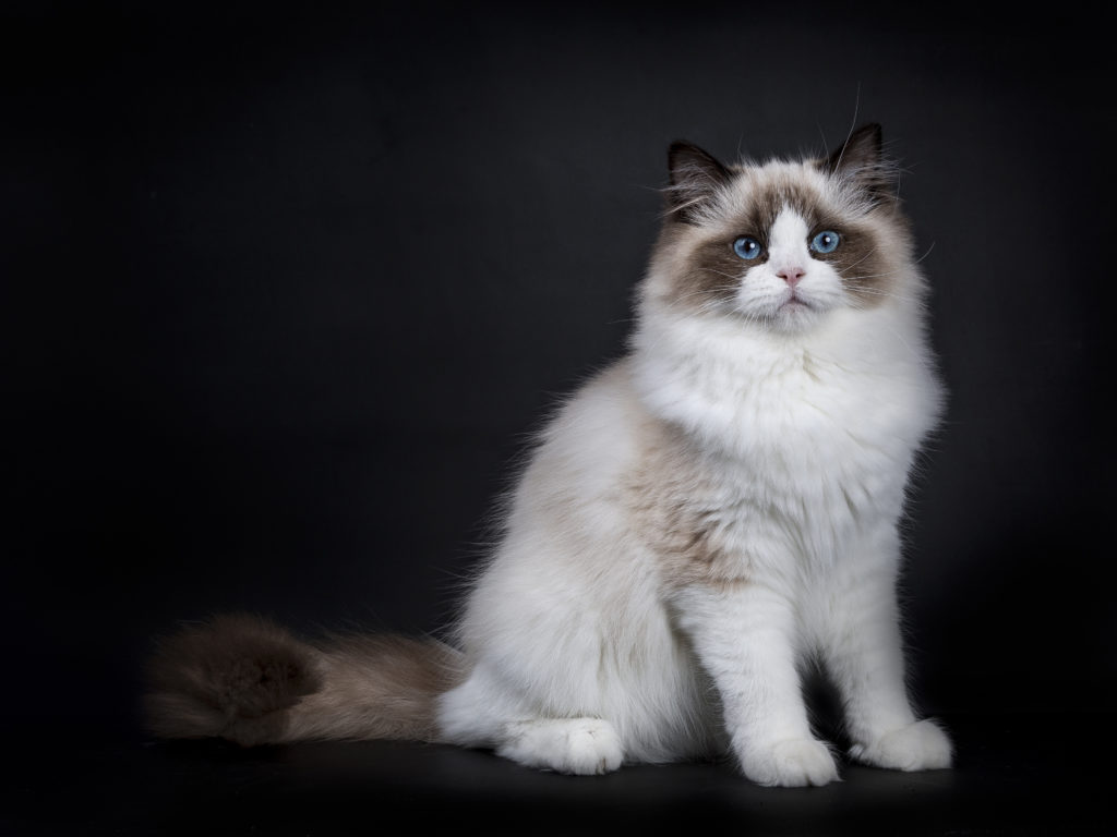 Ragdoll 