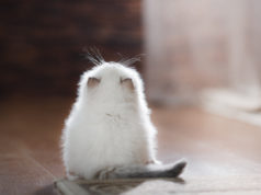 Najpopularniejsze gatunki kotów – jakie są ich cechy szczególne?