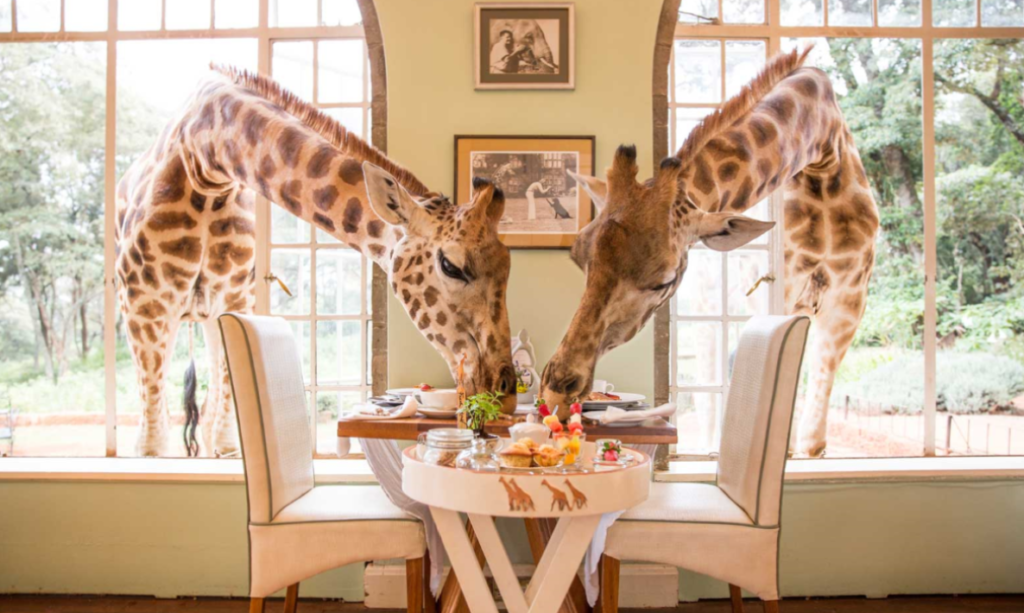 Giraffe Manor w Kenii