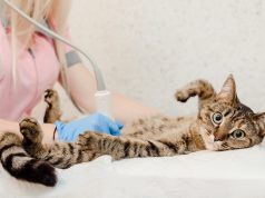 Jak rozpoznać chorobę u kota? chory kotek