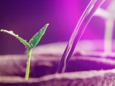 Rośliny cierpią z powodu braku słońca zimą – lampa hps jest rozwiązaniem lampa do wzrostu roślin