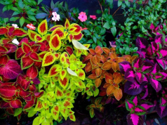 Koleus: uprawa z nasion, jak i kiedy siać? koleus