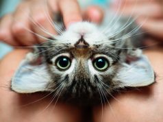 Kociak w domu – jak nauczyć go czystości i zasad w domu? kociak na kolanach