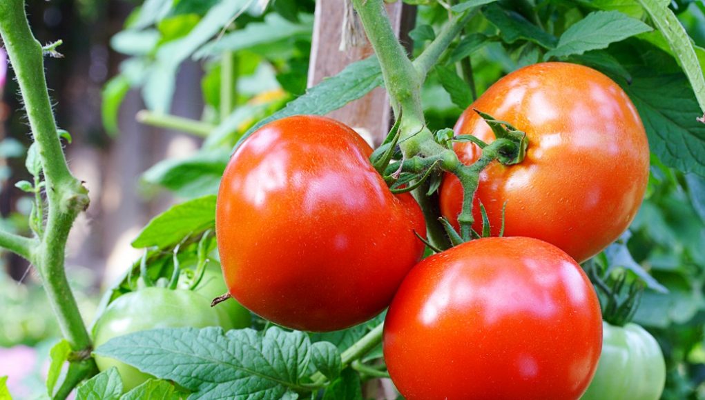 czerwone pomidory w ogrodzie