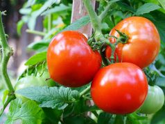 Jak prawidłowo zacząć uprawę warzyw? czerwone pomidory w ogrodzie