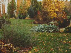 Jak zabezpieczyć rośliny ogrodowe przed sezonem zimowym? jesień w ogrodzie