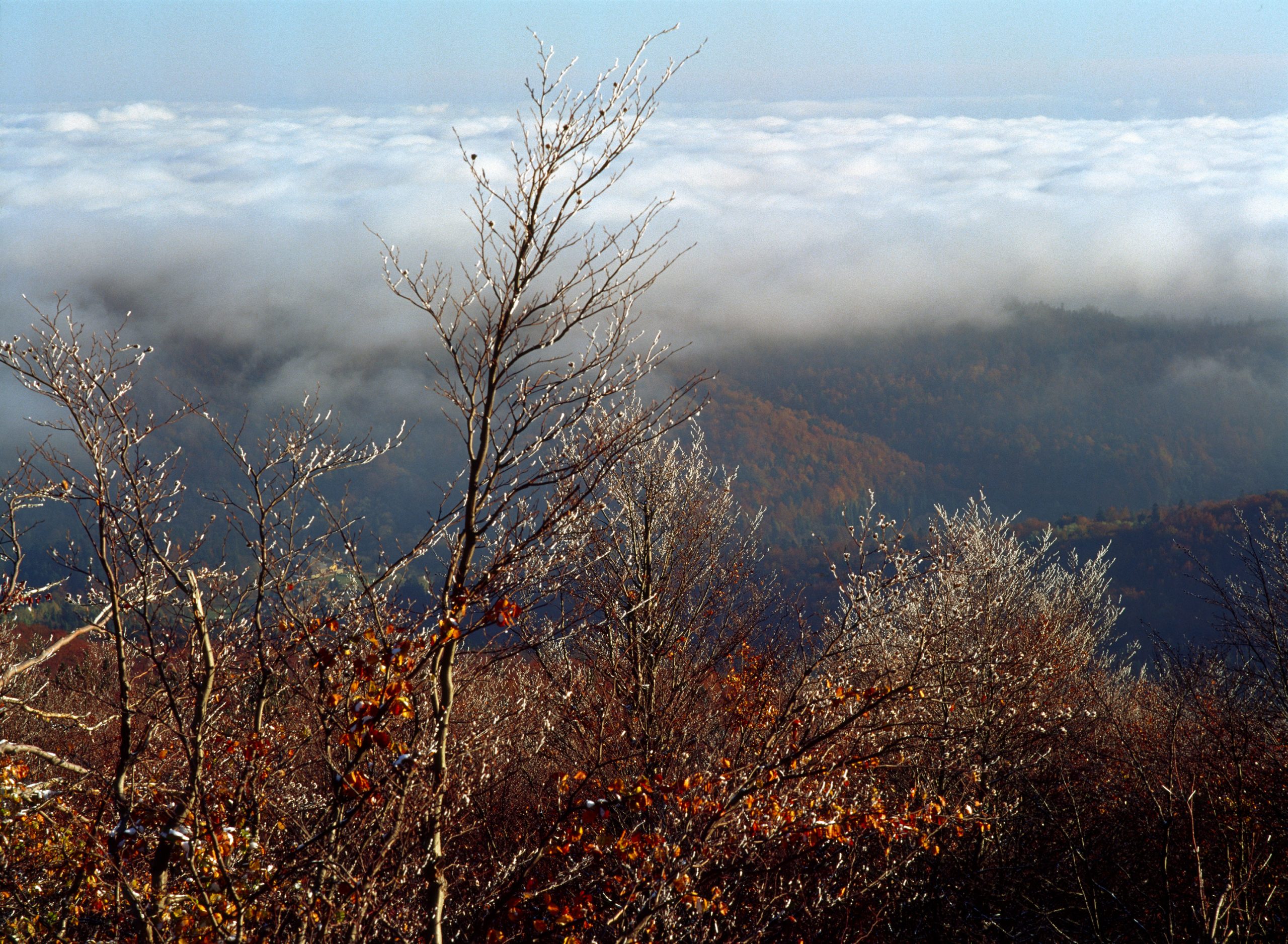 Bukowe Berdo, Bieszczady Mountains, Carpathian Mountains, Poland