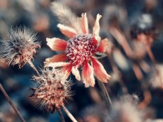 Ostatnie, jesienne porządki w ogrodzie – jak zabezpieczyć rośliny przed zimową aurą? jesienne rośliny