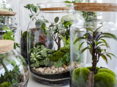 Słoje ozdobne – w jaki sposób można je wykorzystać we wnętrzach? słoje ozdobne