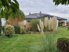 Pielęgnacja i uprawa traw ozdobnych Trawa pampusowa w ogrodzie