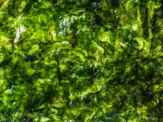 Co to są algi morskie? algi morskie