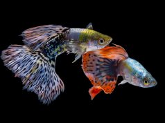 Najpopularniejsze i najprostsze w hodowli gatunki rybek do akwarium gupik pawie oczko