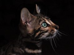 Co może oznaczać miauczenie kota? kot dachowiec