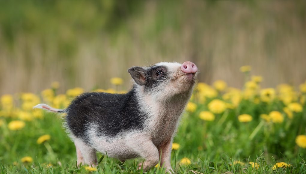 Mini pig