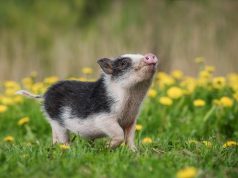 Świnki miniaturki – charakterystyka i wymagania micro pig Mini pig