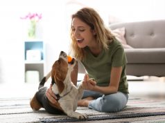 Jak zrozumieć psa – czyli mowa ciała czworonoga zabawa z psem